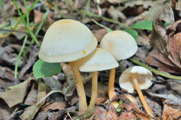 Inedible mushrooms (Gymnopus hariolorum, Collibia hariolorum)