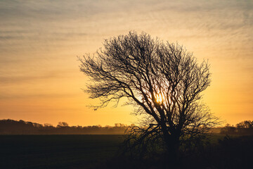 sunset in the field