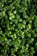 View of the fresh green plants in the rainy day. Background and textures.