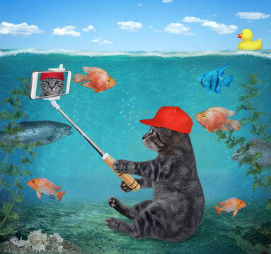 A gray cat in a red cap with a smartphone sits on a seabed and takes selfie.