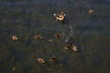 duck and little ducklings in the lake