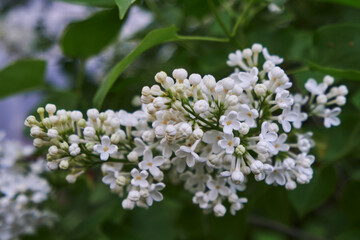 branch of white lilac with flowers on a green bush