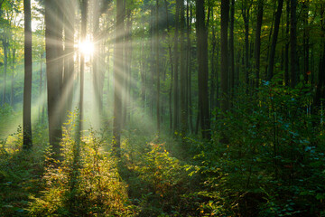 Beautiful sunny morning in the green forest