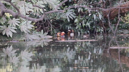 池の中で遊んでいるオシドリの写真