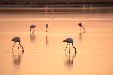 Italy Tuscany Grosseto Castiglione della pescaia, maremma, along the river Bruna Diaccia Botrona, flamingos in the lagoon feed at sunset