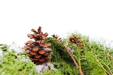 Pine Cones in Snowy Woods