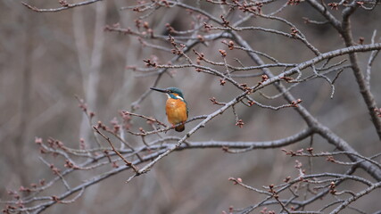 野鳥の宝石と言われているカワセミの写真