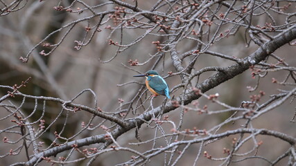野鳥の宝石と言われているカワセミの写真