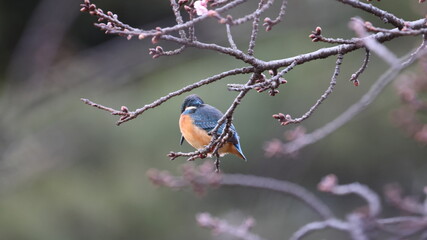 野鳥の宝石と言われているカワセミの写真