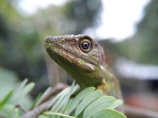 iguana on a tree