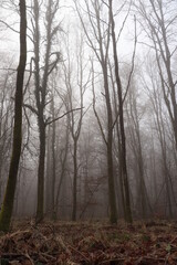 mystischer wald, nebeliger tag