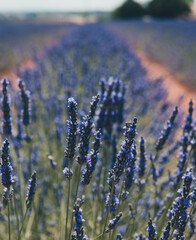 Lavendelfeld in der Provence