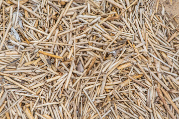 close up of dried corn