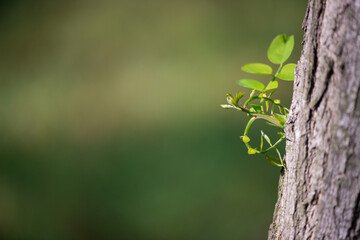 Young sprout of tree coming of the tree trunk and stem whit cute leaves and new branch leaves in fresh spring summer season growing.