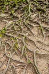 roots of a tree