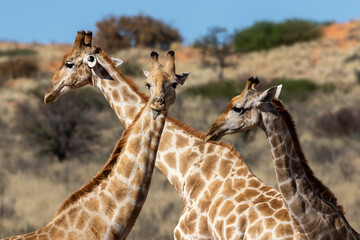 Heads and necks of three giraffe in the Kgalagadi Transfrontier Park in South Africa