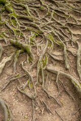 roots of a tree