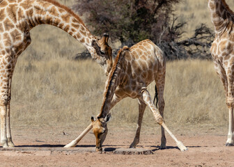 Three giraffes at a waterhole in the Kgalagadi Transfrontier Park in South Africa. Note the awkward...