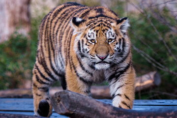 Cute siberian tiger cub, Panthera tigris altaica