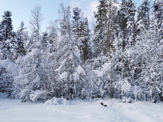 Snow-covered branches of trees and bushes, bent down under the weight of snow, on a frosty winter...