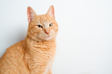 Portrait of a red cat. Satisfied cat on the background of a white wall. Pet at home. advertising animals goods banner concept.