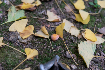 お葉付きイチョウ