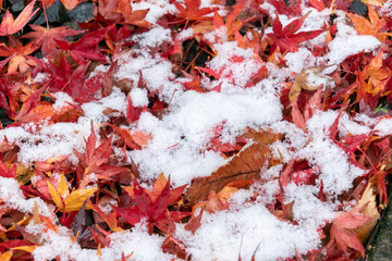 雪と紅葉