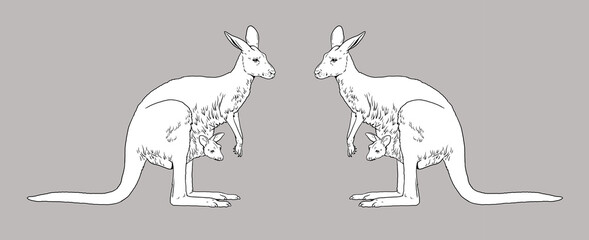 Mama kangaroo with baby in her pocket. Australian animals for coloring.