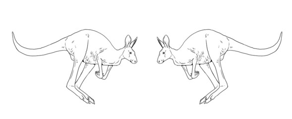 Jumping kangaroo drawing. Template for coloring book for children.
