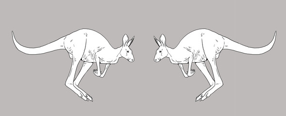 Jumping kangaroo drawing. Template for coloring book for children.