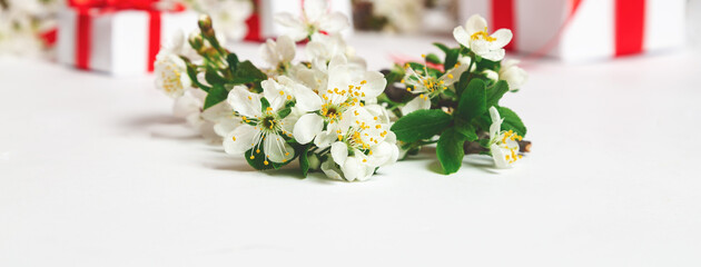 women's day, mother day concept, apple blossom frame on white background. banner