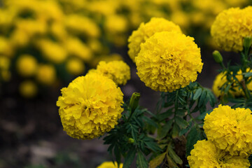 Marigold flower in the garden