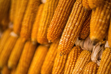 Yellow dried corns. Texture background.