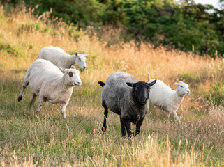 Fototapeta premium Sheep running in the tall grass of Kullaberg national reserve, in Skåne, Sweden, during a warm sunny summer day. Black sheep among white sheep, blue sky behind. Får på Kullaberg, Skåne, Sverige