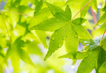 新緑のカエデ（モミジ）