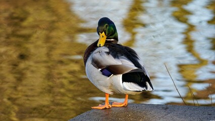 A mallard duck is a water bird