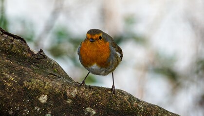 Colorful robin in winter scenery