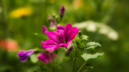 Red flower with beautiful petals individually depicted on a flower meadow.
