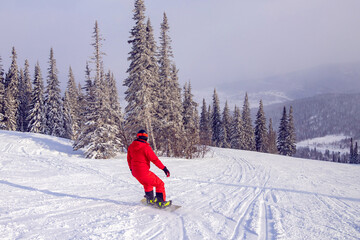 Snowboarder glides on fresh snow among spruce forest at sunset. Winter active sport concept