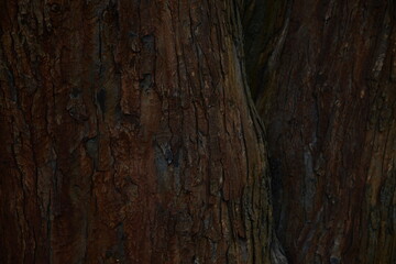 tree bark texture
