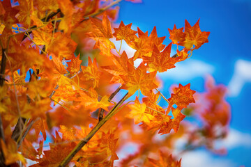Orange maple leaves in Autumn with blue sky.