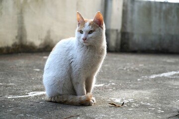 white cat on a fence