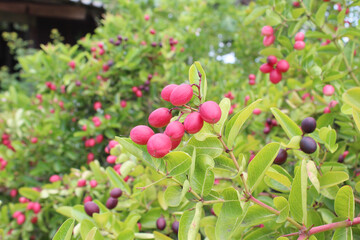 Mango yawn lemon boo on the tree.