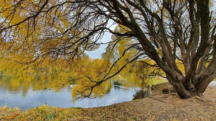 Willow by the pond in autumn in the park