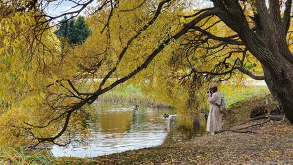 Willow by the pond in autumn in the park