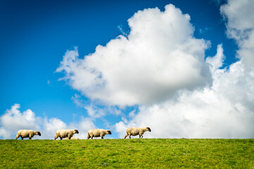 Obraz na płótnie Canvas Vier Schafe auf dem Deich