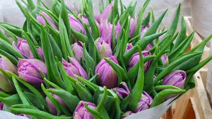 Purple tulips bouquet