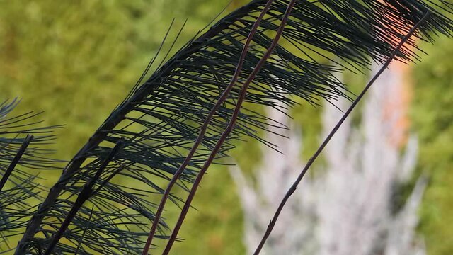 Pine branch decoration outside with blurred green background during Christmas winter season