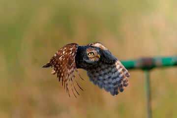 Little owl (Athene noctua) flying in the meadows in the Netherlands