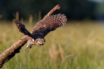 Little owl (Athene noctua) flying in the meadows in the Netherlands